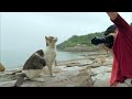 【猫島】猫と一緒に青島巡り！しまねこたちのおさんぽ動画