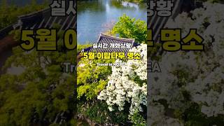 5월 꼭 가야할 위양지 이팝나무 풍경 | 실시간 2024년 5월 2일 촬영 #밀양위양지 #위양지이팝나무 #밀양갈만한곳