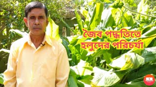 জৈব পদ্ধতিতে হলুদের পরিচর্যা||  caring of turmeric plant