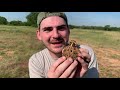 texas horned lizard in the wild