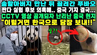 송할아버지 만난 뒤 끌려간 푸바오 판다 실험 후보 의혹에.. 중국 기지 결국... CCTV 영상 공개되자 난리난 중국 현지 “이럴거면 한국으로 당장 보내!!”