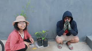 ปลูกต้นมังคุด และ ต้นทับทิม Mangosteen and Pomegranate Planting EP. 1 | Licktwithtoy | Vlog #189