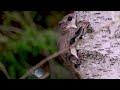 close up look at elusive and rare flying squirrel