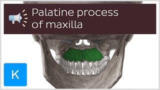 Palatine process of maxilla | Anatomical Terms Pronunciation by Kenhub