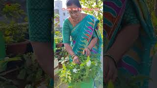 ఈ ఆకుకూర పేరు మీకు తెలుసా#trending #naturesgarden #youtubeshorts #garden