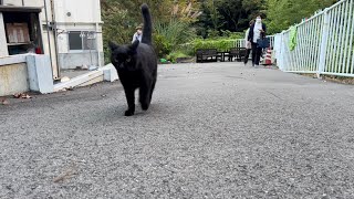 坂道で追いかけてくる黒ねこちゃん　No.４３６　２０２３年　１０月１２日　１７：００　のくろねこちゃん　black cat