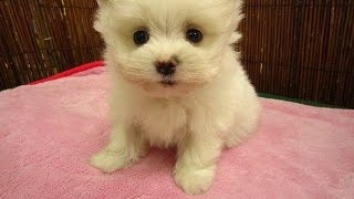 ポメラニアンと○○のミックス犬がかわいすぎる♪～Cute mix dog Pomeranian～