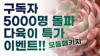 [판매완료] ☀️구독자 5000명 돌파기념☀️ 다육이 특가 이벤트! 감사합니다 #다육이 #금다육 #다육이창 #다육이키우기