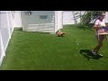 florida artificial grass installation does a complete yard makeover and owner talks about the crew