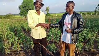 How to grow Tomato 🍅 in 2025 by a former farm  manager of bukalasa gric College uganda 🇺🇬