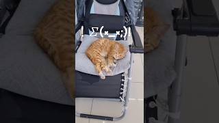 로E에 달콤한 낮잠(-.-)Zzz・・・ #유머 #cute #cat #funny