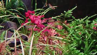 Endler Campoma No.48 in plants tank, pure wingei.