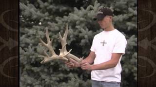 Giant Mule Deer Sheds - MossBack