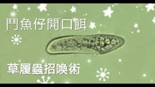 打架魚.鬥魚繁殖之仔魚開口餌草履蟲招喚術繁殖教學