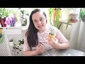 🪴 repotting neofinetia falcata tips for your orchid