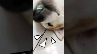 睡觉Tidur 🐶 别烦我 Jangan Kacau Saya