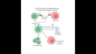 CD27 Activation_ Strengthening the Immune Army Against Cancer