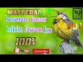 masteran terbaik burung juara #masteranburungtembakankasar #masteranburung #masteranbesetan