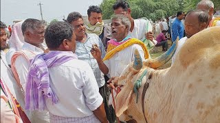 దేవరకద్ర సంతలో సింగిల్ ఎద్దు వ్యాపారం ఎలా నడుస్తుందో చూడండి | Devarakadra Oxen market ‎@purnafarms 