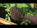 தக்காளிக்கு உரம் வளர்ப்பு முறை organic fertilizer tomato growing tips terrace garden