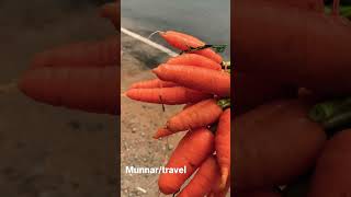 Fresh carrots#Munnar#trending#tasty#travellingvlog#family#happiness@jandjfamilyvlogs