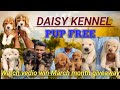 Puppies good quality low price pups in one place Daisy Kennel | Chennai best Kennel | Dogs for sale