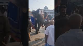 blessings at tirupati #tirupati #elephant