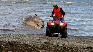 Petit Rorqual échoué à Anticosti