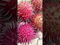 #shortsfeed #flowers #fruits#rambutan #song #music #nature #homegarden#yt#ytshorts#viral#shorts#home