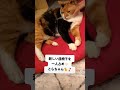 cat 猫 猫のいる暮らし 猫のいる生活 座椅子 shorts