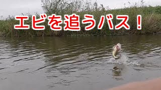 【エビを追うバス！】霞水系フラデバTopWater