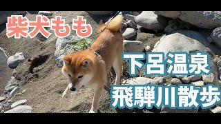 柴犬もも　下呂温泉周辺のお散歩動画