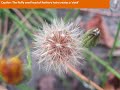 Qualiteach Education & Ecology Training Autumn Hawkbit Tutorial