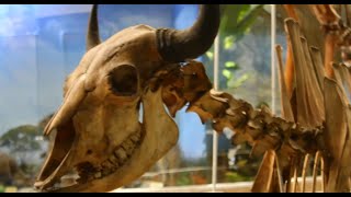 Most Exotic Animals Skeletons Ever Discovered!