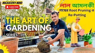 🌿🌱 থাই প্রজাতি লাল আমলকী গাছের Root Prunning এবং Re-Potting 🌱🌿