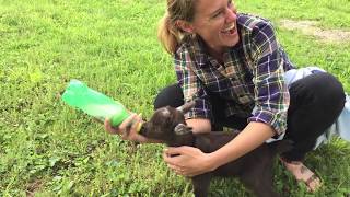 Jethro, an adventure goat's first year