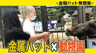 金属バット 動物園へ行く  ※無問旅８