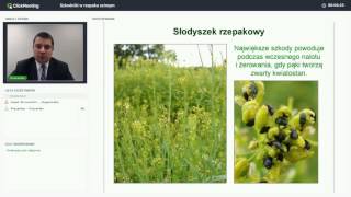 Szkodniki w rzepaku - zapis z webinarium AgroFoto.pl i Sumi Agro Poland