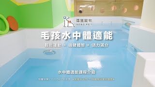 國寶寵物 | 全新狗狗寵愛課程 『毛孩水中體適能』