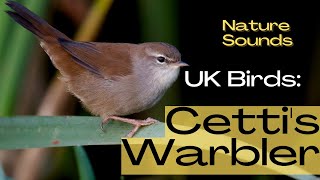 Cetti's warbler UK Birds Do you the sound of this Bird? Bird Song Identifier Bird Call Nature Sounds