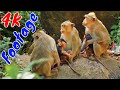 4K Quality Animal Footage - Monkeys Beautiful Scenes Episode 2 | Viral Monkey