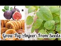 How To Grow Fig (Anjeer) From Seeds | How To Plant Anjeer Seeds At Home | Seeds Germination