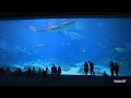 LARGEST Aquarium in North America with Whale Sharks! Georgia Aquarium 2023