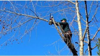 Cortando Árbol De Mora En Usa 🇱🇷||Final Inesperado😏😏😢