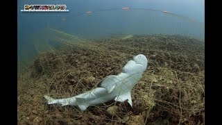 Downbelow Ghost Net Removal November 2017