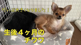 生後４ヶ月のチワワ！だいぶお姉さんになりました