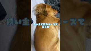 隣で飼い主と同じポーズで寝てた犬#shorts