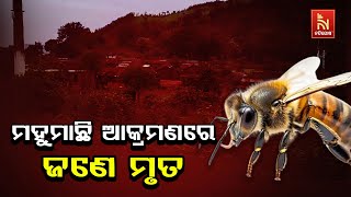 ମହୁମାଛି ଆକ୍ରମଣରେ ଜଣଙ୍କର ମୃତ୍ୟୁ ହୋଇଥିବା ବେଳେ ୪ ଜଣ ଗୁରୁତର | NandighoshaTV