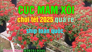 Cúc mâm xôi chơi tết quá rẻ 14/01/2025