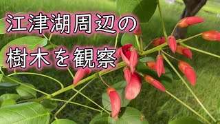 【植物観察】熊本市　江津湖　樹木の観察